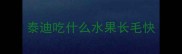 泰迪吃什么水果长毛快
