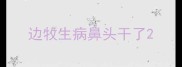 边牧生病鼻头干了