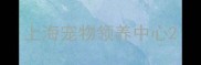 上海宠物领养中心