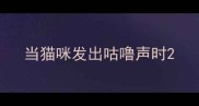 当猫咪发出咕噜声时