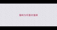 猫咪为何喜欢猫草