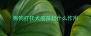 狗狗打狂犬疫苗起什么作用