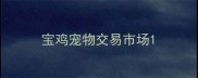 宝鸡宠物交易市场