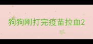 狗狗刚打完疫苗拉血