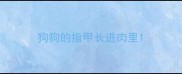 狗狗的指甲长进肉里