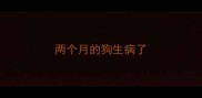 两个月的狗生病了