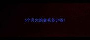 6个月大的金毛多少钱