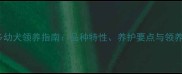 黑色拉布拉多幼犬领养指南品种特性养护要点与领养注意事项全