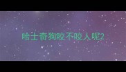 哈士奇狗咬不咬人呢