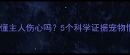 狗狗真的懂主人伤心吗5个科学证据宠物情感互动