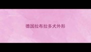 德国拉布拉多犬外形
