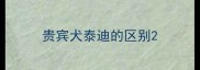 贵宾犬泰迪的区别