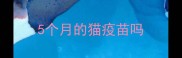 5个月的猫疫苗吗