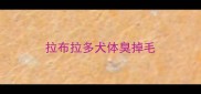 拉布拉多犬体臭掉毛