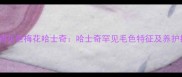 毛色烟灰色梅花哈士奇哈士奇罕见毛色特征及养护指南