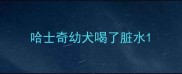 哈士奇幼犬喝了脏水