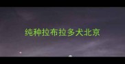 纯种拉布拉多犬北京