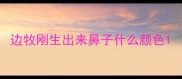 边牧刚生出来鼻子什么颜色