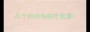 几个月的狗能吃紫薯