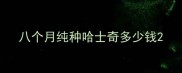 八个月纯种哈士奇多少钱