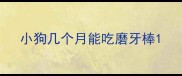 小狗几个月能吃磨牙棒