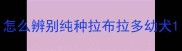 怎么辨别纯种拉布拉多幼犬