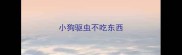 小狗驱虫不吃东西