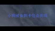 小狗被鱼刺卡住会死吗