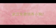 武汉免费领养小狗