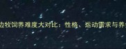 哈士奇与边牧饲养难度大对比性格运动需求与养护成本全