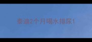 泰迪2个月喝水排尿