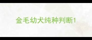 金毛幼犬纯种判断