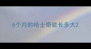6个月的哈士奇能长多大