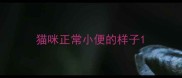猫咪正常小便的样子