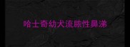 哈士奇幼犬流脓性鼻涕
