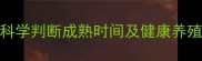 虎皮鹦鹉饲养指南科学判断成熟时间及健康养殖要点附常见误区