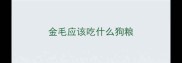 金毛应该吃什么狗粮