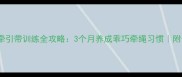 金毛幼犬牵引带训练全攻略3个月养成乖巧牵绳习惯附分龄训练法