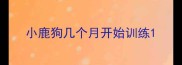 小鹿狗几个月开始训练
