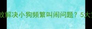 科学训练法如何有效解决小狗频繁叫闹问题5大黄金原则与实操指南