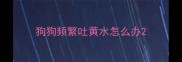 狗狗频繁吐黄水怎么办
