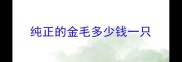 纯正的金毛多少钱一只