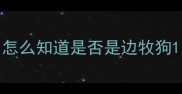 怎么知道是否是边牧狗