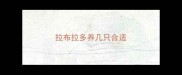 拉布拉多养几只合适