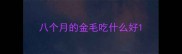 八个月的金毛吃什么好