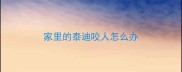 家里的泰迪咬人怎么办