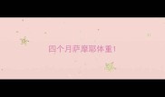 四个月萨摩耶体重