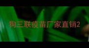 狗三联疫苗厂家直销