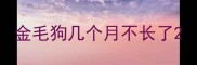 金毛狗几个月不长了