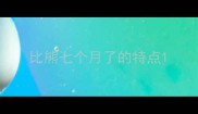 比熊七个月了的特点